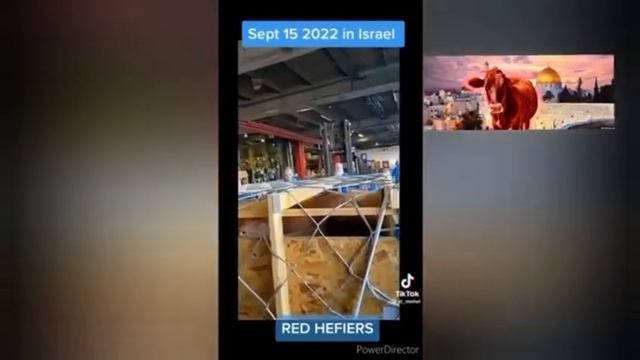 5 красных телиц прибыли в Израиль ?? 15 сентября, 2022 смотреть онлайн
