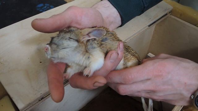 Пробуждение тушканчика смотреть онлайн