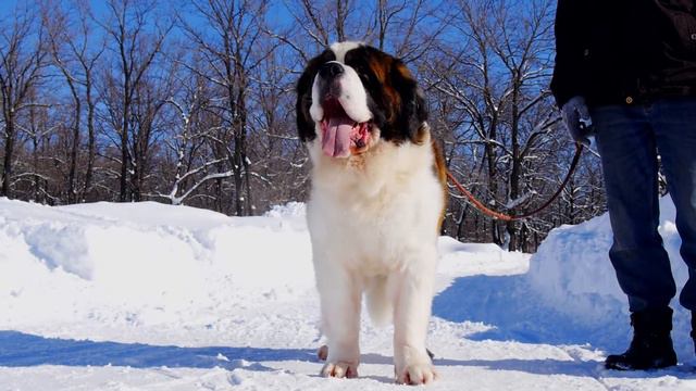Saint Bernard male ZHARDEN IZ SOLNECHNOGO ZABAYKALYA (18 months old) смотреть онлайн