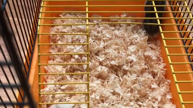 Купили хомячков. Джунгарский хомяк.