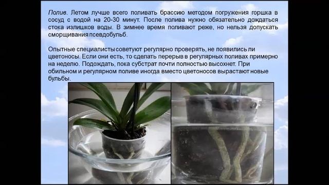 БРАССИЯ ИЛИ ОРХИДЕЯ ПАУК смотреть онлайн