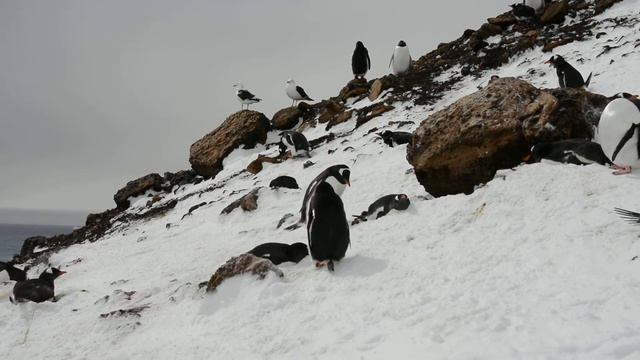 Gentoo Penguins building their nests with rocks - Brown Bluff, Antarctica смотреть онлайн