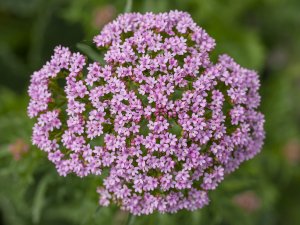 «Валериана» РЕЛАКС АРТ-ТЕРАПИЯ ИМПРОВИЗАЦИЯ композитор Виктор Анохин #музыка #instrumental #цветы