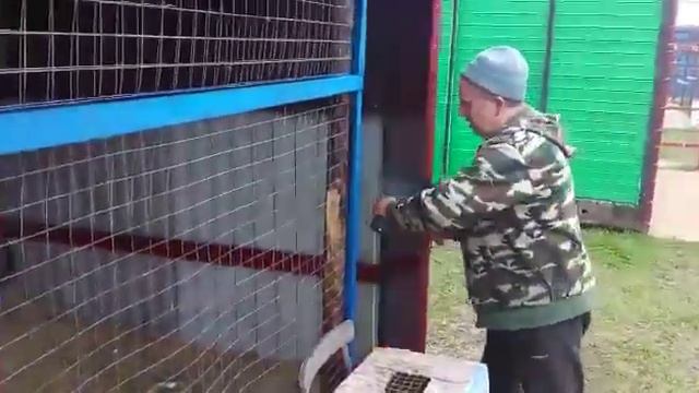 Продолжаю.принимать.голубей.на.свой.голубедром!!!!! смотреть онлайн