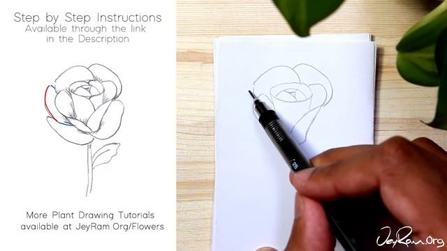 How to Draw a Rose : Step by Step for Beginners смотреть онлайн