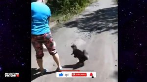 Это НУЖНО Видеть! Животные Герои Спасают Людей