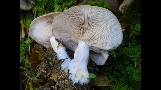 Lepista glaucocana смотреть онлайн