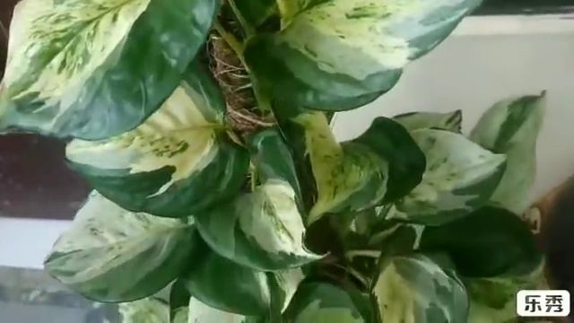 Manjula vs Marble queen vs N'joy | Epipremnum aureum | Comparison - EP 2 смотреть онлайн