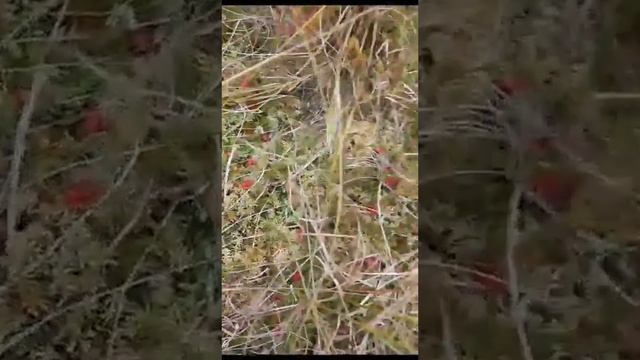 Первый выезд гусеничного на болото, за клюквой . Часть 1 смотреть онлайн