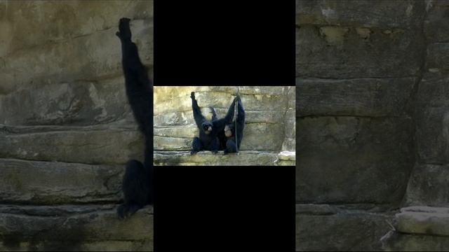 Suara Siamang #binatang #animals #siamang #monkey #shorts смотреть онлайн