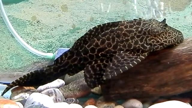 Парчовый сом (Парчовый птеригоплихт) смотреть онлайн