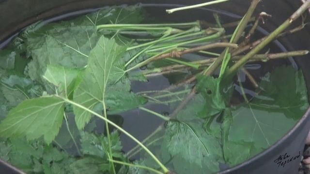 Обрушаем кулинарные традиции - Борщуха / Cuisine's Customs Get Out - Borsch With Fish