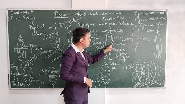 #Puccinia - Life Cycle on Primary Host- Wheat смотреть онлайн