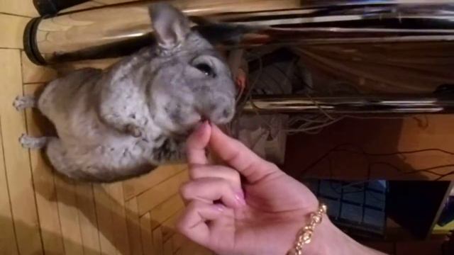 Йоршик та родзинки смотреть онлайн