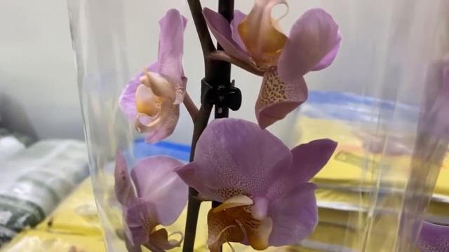 Обзор орхидей на цветочном рынке г Краснодар от 02.11.2021