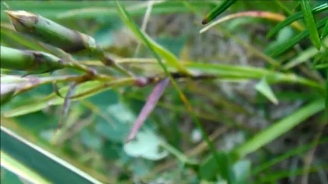 [Ca] Dianthus superbus / 蝦夷河原撫子（エゾカワラナデシコ） смотреть онлайн