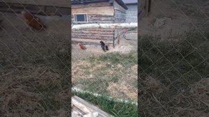 Что делать если петух нападает и клюется