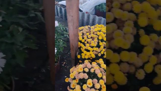 на улице снег, а в теплице цветут хризантемымультифлора