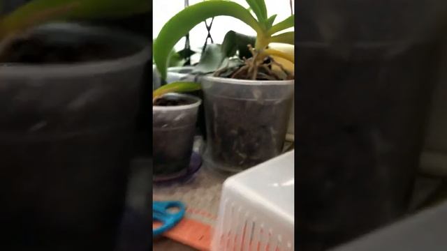 Как поливать орхидею