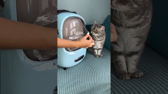 Самая стильная переноска-рюкзак от PETKIT смотреть онлайн