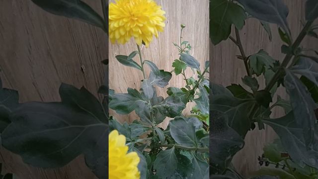 Хризантема, выращеная в домашних условиях 🌺🌻🌹🌷 смотреть онлайн