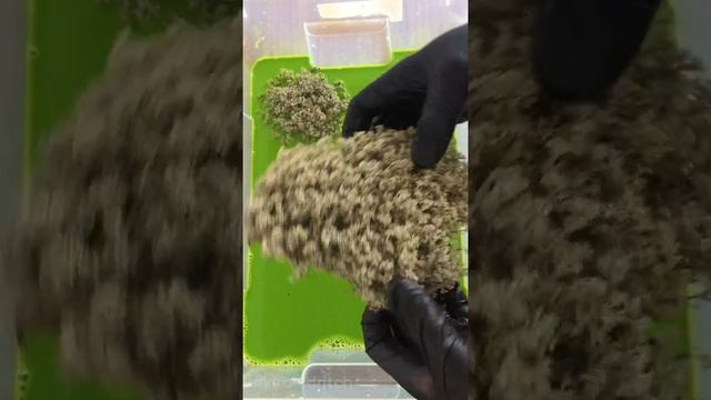 Стабилизация и окрашивание мха смотреть онлайн