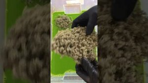 Стабилизация и окрашивание мха