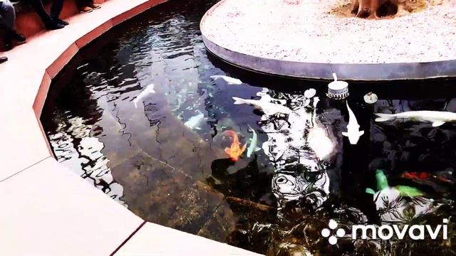 Карпы кои в парке Галицкого 25 февраля 2023 г!👍🐠🐟 смотреть онлайн