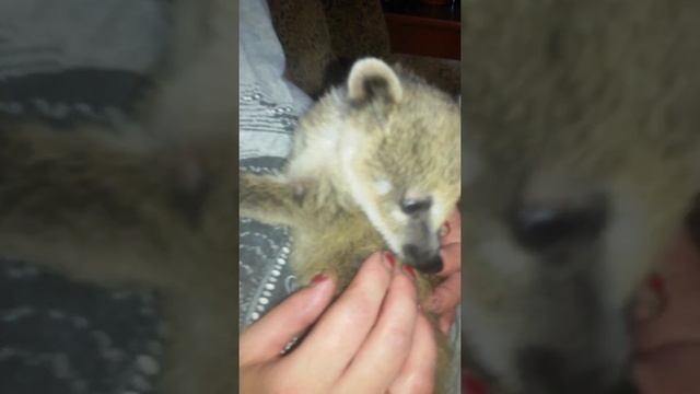 Маленькая коати ( носуха ) смотреть онлайн