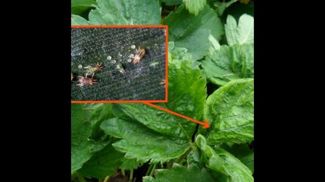 КЛУБНИЧНЫЙ КЛЕЩ .САМЫЙ ЭФФЕКТИВНЫЙ СПОСОБ  ЗАЩИТЫ  КЛУБНИКИ  ОТ  КЛУБНИЧНОГО  КЛЕЩА