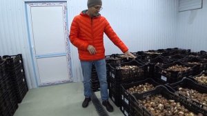 Выгонка тюльпанов в помещении круглый год. Подготовка помещения, охлаждение луковиц. 14 декабря