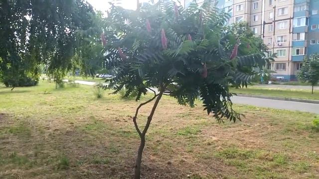 Что же там на проспекте? ☀️ смотреть онлайн