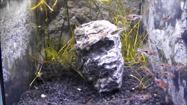 Hengels Keilfleckbärbling Rasbora Hengeli / Trigonostigma Hengeli  Bei GHA-Thulke