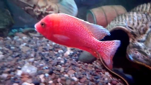 Аулонокары Фаер Фиш смотреть онлайн