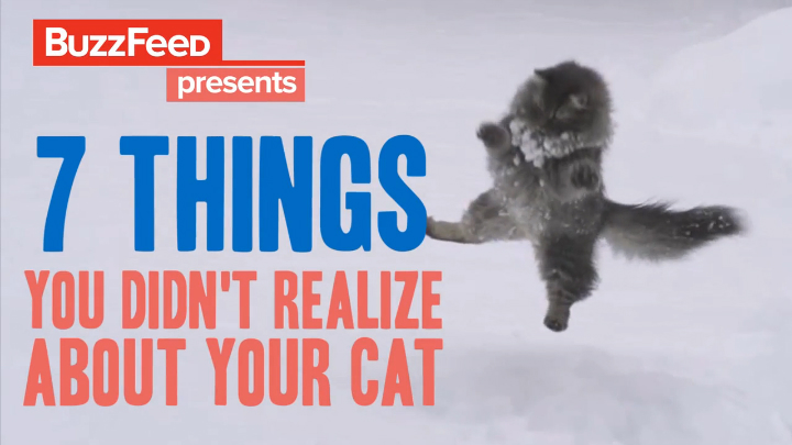 7 вещей, которые вы не можете понять в своей кошке смотреть онлайн