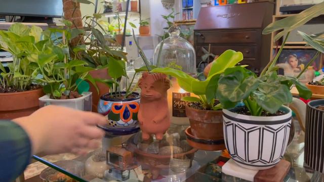 December Top 10 Plant Favorites смотреть онлайн