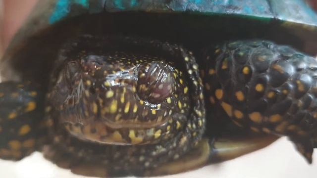 Бедная несчастная черепашка, которую переехал автомобиль, не для слабонервных смотреть онлайн