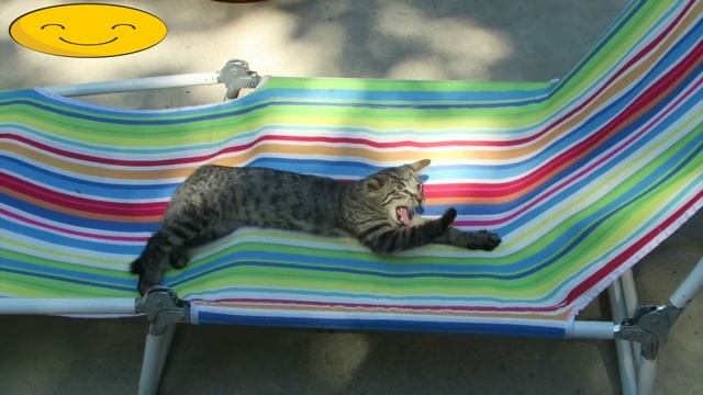 Милые котятки? смотреть онлайн