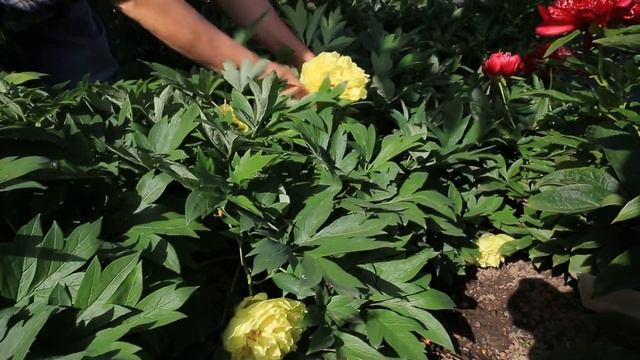 Пион древовидный желтый смотреть онлайн