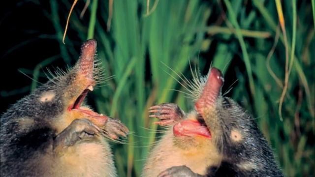 выхухоль весёлая! смотреть онлайн