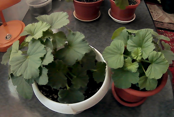 Лунный посевной календарь на АПРЕЛЬ 2024 г.