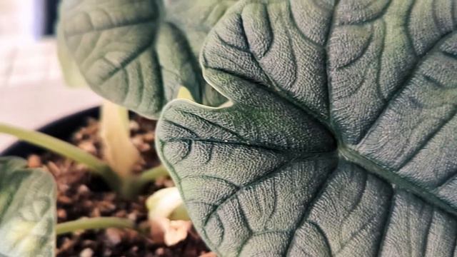 Alocasia Melo (Alocasia rugosa) смотреть онлайн