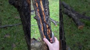 Лечение чёрного рака на старой яблони Тимур/Тарапатин