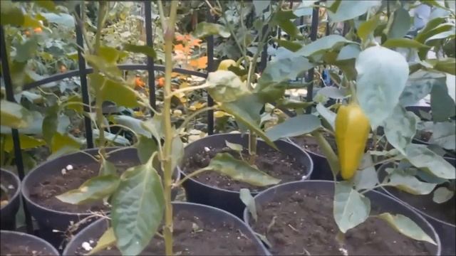 Выращивание сладкого перца. Самые страшные заболевания перца. смотреть онлайн