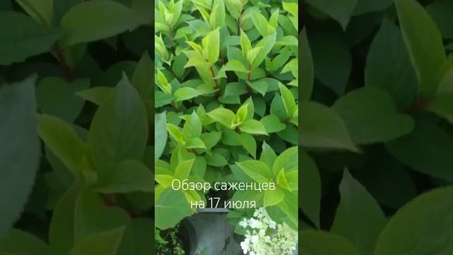 Обзор саженцев на 17 июля. #flower #garden #plant #гортензия смотреть онлайн