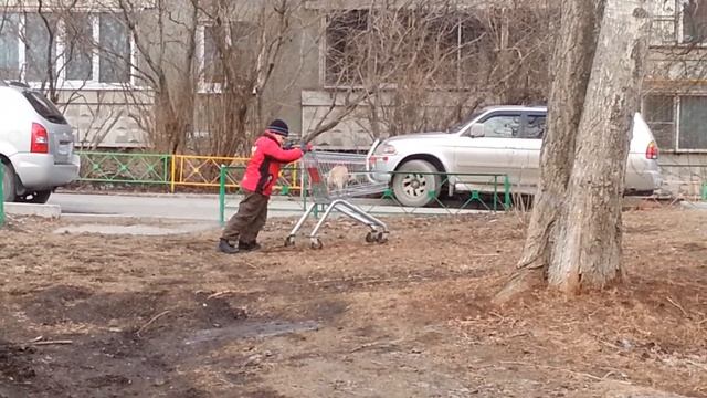 Ребенок выгуливает собаку в тележке. смотреть онлайн