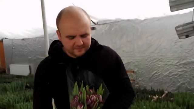 Вирощування тюльпанів. Тюльпан Блу Вау. Tulips Blue Wow / Выращивание тюльпанов. смотреть онлайн