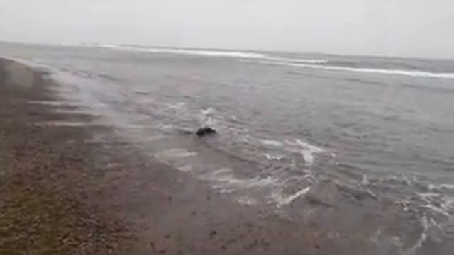 Участники Фонда Зелёный Сахалин - оказали помощь морскому котику смотреть онлайн