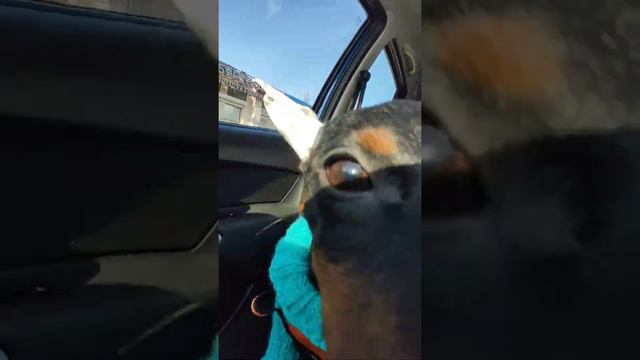 Цвергпинчер в машине смотреть онлайн