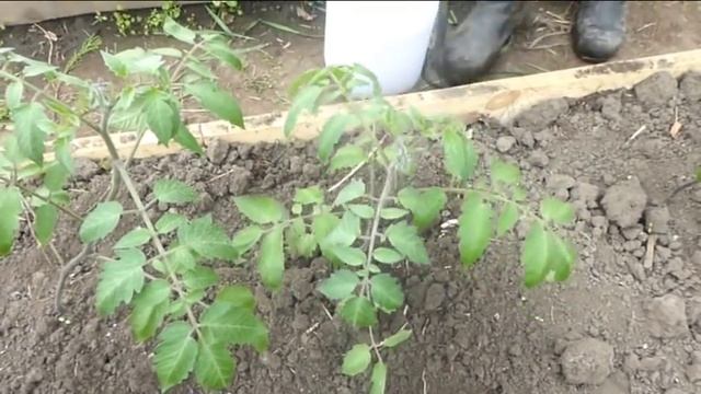 Подкормка томатов микроэлементами до начала цветения смотреть онлайн